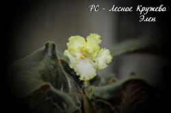 Первое цветение Первое цветение