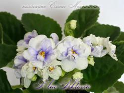 Blue Viktoria Blue Viktoria