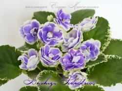 Buckeye Sedustress Buckeye Sedustress