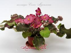 Autumn Halo Autumn Halo