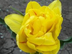 тюльпан тюльпан