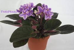 Химеры Химеры