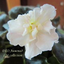 Кремовые полу-махровые цветы с лимонными лучами от центра. Темно- зеленые отогнутые по краю округлые листья. Подробнее: http://www.donnaflora.ru/?photo=335338
Подробнее: http://www.donnaflora.ru/?photo=335338