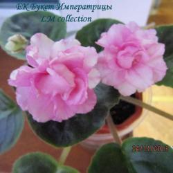 Крупные махровые цветы в форме розы бенгальского розового цвета, с блёстками на лепестках. Тёмно- зелёные, простые листья.