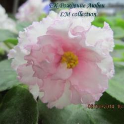 Очень крупные густо-махровые, волнисто-бахромчатые белоснежные звёзды с розовым глазком и розовой каймой по краю лепестков. Ярко-зелёная листва.