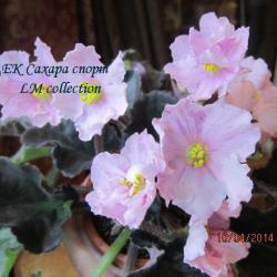 ЕК-Сахара
Огромные полумахровые и махровые лимонно-бело-розоватые цветы. Насыщенно-зелёные зубчатые листья.