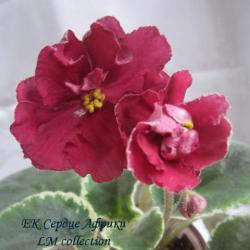 Очень крупные махровые слегка волнистые терракотово-красные цветы. На лепестках просматривается тёмно-бордовая сеточка. Аккуратный насыщенно-зелёный пестролистник с окаймляющей пестролистностью.