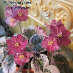 Очень крупные красные звёзды с чёрно-бордовыми, как бы «опалёнными», кончиками лепестков. Яркий тёмно-зелёный выставочный пестролистник. Середина взрослой розетки становится сливочно-кремового цвета и на её фоне цветки смотрятся особенно контрастно.