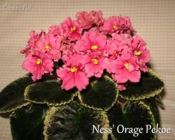 Сенполия Ness' Orange Pekoe