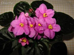 Неопознанная мини фиалка. Листик был куплен как Optimara Little Moonstone. Но это явно не она!