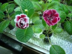 первое цветение первое цветение