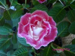 первое цветение первое цветение