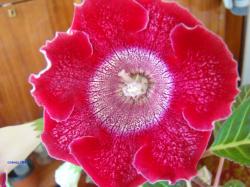 первое цветение первое цветение