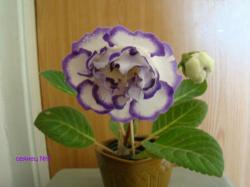 первое цветение первое цветение