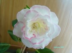 первое цветение первое цветение