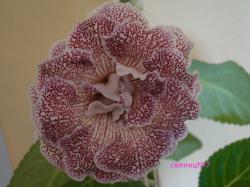 первое цветение первое цветение