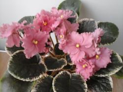 Цветок полумахровый или махровый коралловый, крупный , анютка Розетка пестролистная тёмно - зелёная, розовая и кремовая , зубчатая с красной изнанкой.Крупный стандарт. Цветок полумахровый или махровый коралловый, крупный , анютка Розетка пестролистная тёмно - зелёная, розовая и кремовая , зубчатая с красной изнанкой.Крупный стандарт.