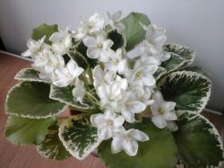 Простая или полумахровая белая звезда , переменный лавандовый оттенок , зелёная каёмка.Розетка пестролистная светло - зелёная и цвета слоновой кости , стеганая .Стандарт. Простая или полумахровая белая звезда , переменный лавандовый оттенок , зелёная каёмка.Розетка пестролистная светло - зелёная и цвета слоновой кости , стеганая .Стандарт.