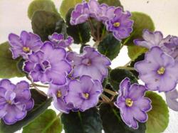 Полумахровые тёмно-сиреневые звёзды с пурпурной каймой и белым волнистым краем. Средне-зелёная овальная стеганая фестончатая листва. Крупный стандарт. Полумахровые тёмно-сиреневые звёзды с пурпурной каймой и белым волнистым краем. Средне-зелёная овальная стеганая фестончатая листва. Крупный стандарт.