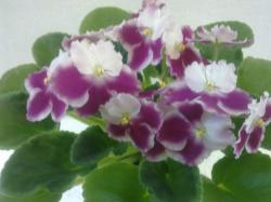 Белая анютка с гофрированной каймой и красными "пальчиками" на трёх нижних лепестках. Иногда красные мазки и на верхних. Аккуратная компактная ярко-зелёная розетка. Белая анютка с гофрированной каймой и красными "пальчиками" на трёх нижних лепестках. Иногда красные мазки и на верхних. Аккуратная компактная ярко-зелёная розетка.