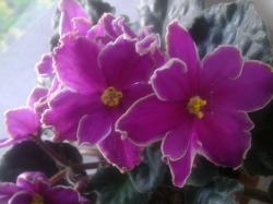 Полумахровые фуксиевые звёзды с белой выемчатой каймой. Простая тёмно-зелёная с красной изнанкой листва. Стандарт. Полумахровые фуксиевые звёзды с белой выемчатой каймой. Простая тёмно-зелёная с красной изнанкой листва. Стандарт.