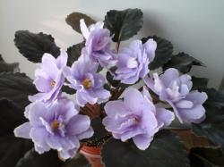 Крупные полумахровые звёзды лавандового цвета с метками пурпурного фентези и широкой зеленовато-белой каймой по краю лепестков. Тёмно-зелёные листья. Крупные полумахровые звёзды лавандового цвета с метками пурпурного фентези и широкой зеленовато-белой каймой по краю лепестков. Тёмно-зелёные листья.