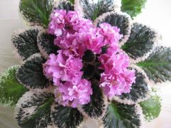 Double pink frilled/raspberry top petals. Variegated green, white and pink. Standard
         .  -- .   .  . .