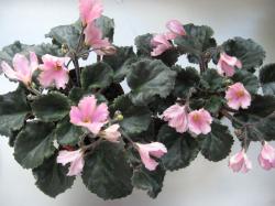 Single bells, in seashell-pink with rays in darker pink and very dark green spots where the petals join. Foliage medium green, scalloped a little wavy, red reverse. Standard 
             -     . -        .    .       .