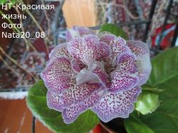 Очень довольна этим сортом. Всем хорош: и цветами, и цветоносом и розеткой.
Ничего не надо подвязывать и подпирать. Цветоносы сами держат цветочки. Очень довольна этим сортом. Всем хорош: и цветами, и цветоносом и розеткой.
Ничего не надо подвязывать и подпирать. Цветоносы сами держат цветочки.