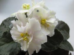 Double white/yellow markings. Dark green, plain. Semiminiature. 
Полуминиатюра. Большие махровые белые цветы с желтыми мазками и ручейками. Ровная темно-зеленая листва, маленькая компактная розетка.