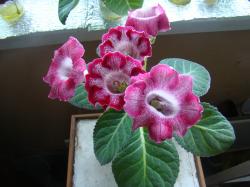 второе цветение второе цветение