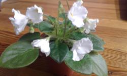 Полумини Полумини