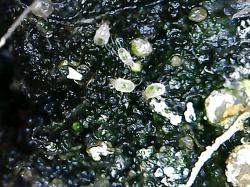 прозрачные клещи в плошке с сеянцем цикламена прозрачные клещи в плошке с сеянцем цикламена