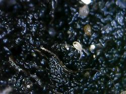 шустрый прозрачный клещ в плошке с сеянцем цикламена шустрый прозрачный клещ в плошке с сеянцем цикламена