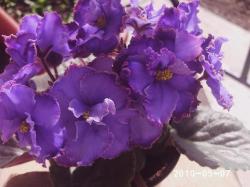 Огромные, но такие нежные и "хрупкие" ярко-голубые звезды с глубоко- гофрированным краем, точно рожденные из морской пены. Темно- зеленые зубчатые листочки (описание автора) Огромные, но такие нежные и "хрупкие" ярко-голубые звезды с глубоко- гофрированным краем, точно рожденные из морской пены. Темно- зеленые зубчатые листочки (описание автора)