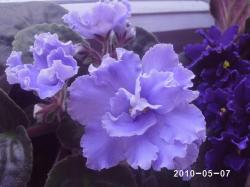 Огромные (6-7см) полумахровые волнистые ярко-голубые звёзды-полуколокольчики с сетчатым рисунком. Тёмно-зелёные  округлые листья. Огромные (6-7см) полумахровые волнистые ярко-голубые звёзды-полуколокольчики с сетчатым рисунком. Тёмно-зелёные  округлые листья.