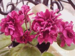 Очень крупные (6-7см) густо-махровые тёмно-красные цветы-помпоны на длинных цветоносах образуют свисающие гроздья. Каскадное цветение. Компактная зелёная розетка Очень крупные (6-7см) густо-махровые тёмно-красные цветы-помпоны на длинных цветоносах образуют свисающие гроздья. Каскадное цветение. Компактная зелёная розетка