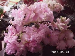 Гроздья бледно-розовых, сильно гофрированных "анютиных глазок" с более крупными нижними лепестками и салатовой волнистой каймой. Лист крупный, темно-зеленый, волнистый. Розетка компактная. Стандарт. Гроздья бледно-розовых, сильно гофрированных "анютиных глазок" с более крупными нижними лепестками и салатовой волнистой каймой. Лист крупный, темно-зеленый, волнистый. Розетка компактная. Стандарт.