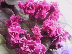 Полностью махровые ярко-темно-малиновые звёзды с белой гофрированной отчётливой каймой.Стандартная тёмная листва. Полностью махровые ярко-темно-малиновые звёзды с белой гофрированной отчётливой каймой.Стандартная тёмная листва.