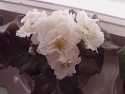 Крупные желто лимонные махровые цветы. Обильное цветение. стандартная средне-зеленая розетка Крупные желто лимонные махровые цветы. Обильное цветение. стандартная средне-зеленая розетка