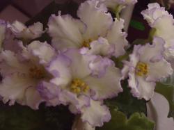 Крупные белые цветы с выемчатыми гофрированными синими краями и лучами и жилками насыщенного жёлтого цвета по лепесткам! По мере роста цветы ещё сильнее насыщаются жёлтым. Аккуратная розеточка Крупные белые цветы с выемчатыми гофрированными синими краями и лучами и жилками насыщенного жёлтого цвета по лепесткам! По мере роста цветы ещё сильнее насыщаются жёлтым. Аккуратная розеточка