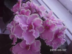 Очень крупные до 7 см, " щекастые" ярко-розовые а/г с очень широкой четкой бело-зеленой волнистой каймой. Обильнейшее цветение на фоне ровной розетки из бархатистых изумрудно-зеленых листьев. Очень крупные до 7 см, " щекастые" ярко-розовые а/г с очень широкой четкой бело-зеленой волнистой каймой. Обильнейшее цветение на фоне ровной розетки из бархатистых изумрудно-зеленых листьев.