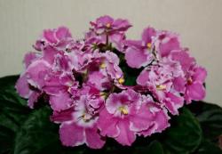 Покупала как Caprice. Сорт пока не опознан. Покупала как Caprice. Сорт пока не опознан.