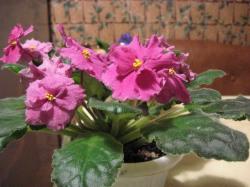 Alamo Flame во всей красе Alamo Flame во всей красе