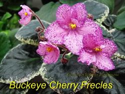 Розовые анютки с вишневыми точками, покрывающие цветы, и сгущающиеся к краю, образующие почти непрырывную, краповую кайму. Зацветает рано и цветет постоянно. Темно-зеленая с кремово- розовым листва. Розовые анютки с вишневыми точками, покрывающие цветы, и сгущающиеся к краю, образующие почти непрырывную, краповую кайму. Зацветает рано и цветет постоянно. Темно-зеленая с кремово- розовым листва.