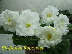 Огромные, махровые, белые цветы и светло-зеленые листва.
