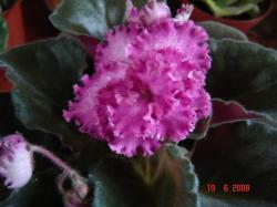 Вот такая красотуля , хоть и процвела не по сорту, а может сорт попутали? Вот такая красотуля , хоть и процвела не по сорту, а может сорт попутали?