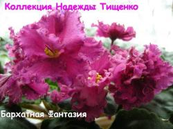 Крупные махровые темно-красно-бордовые цветы с синими точками и штрихами фентази.Темно-зеленый лист.