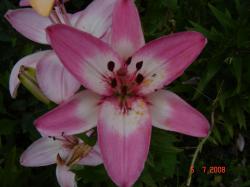 Wielki Alberti Wielki Alberti