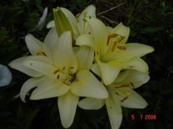 Cherbourg ориентал Cherbourg ориентал